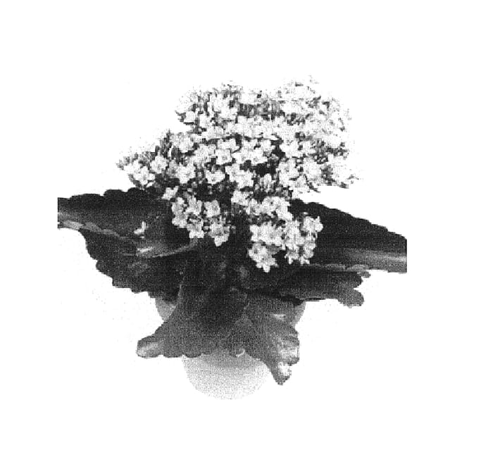 Figure 1 of US plant patent PP16232, the photograph of Pago printed in the patent.