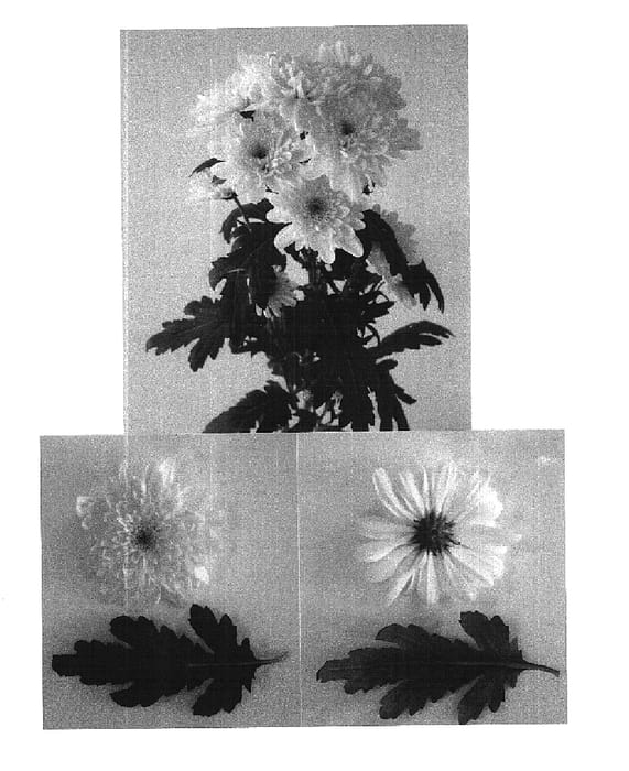 Figure 1 of US plant patent PP16233, the photograph of Zembla Sunny printed in the patent.