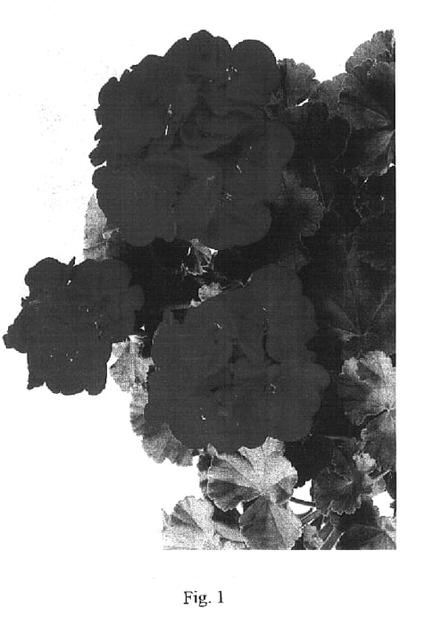 Figure 1 of US plant patent PP16234, the photograph of Maestro Rich Red printed in the patent.