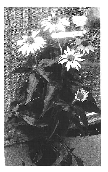 Figure 1 of US plant patent PP16235, the photograph of Sunrise printed in the patent.