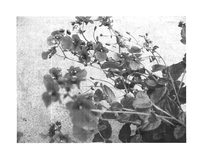 Figure 1 of US plant patent PP16236, the photograph of Sumdia 02 printed in the patent.