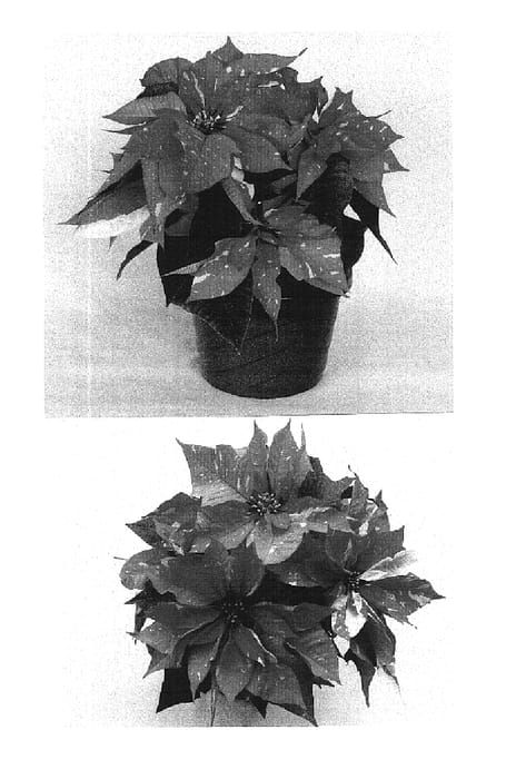 Figure 1 of US plant patent PP16237, the photograph of PER6401 printed in the patent.