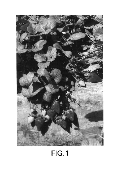 Figure 1 of US plant patent PP16238, the photograph of Driscoll El Dorado printed in the patent.