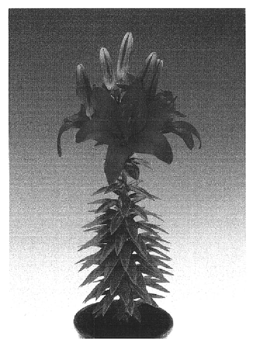 Figure 1 of US plant patent PP16239, the photograph of Tiny Hope printed in the patent.