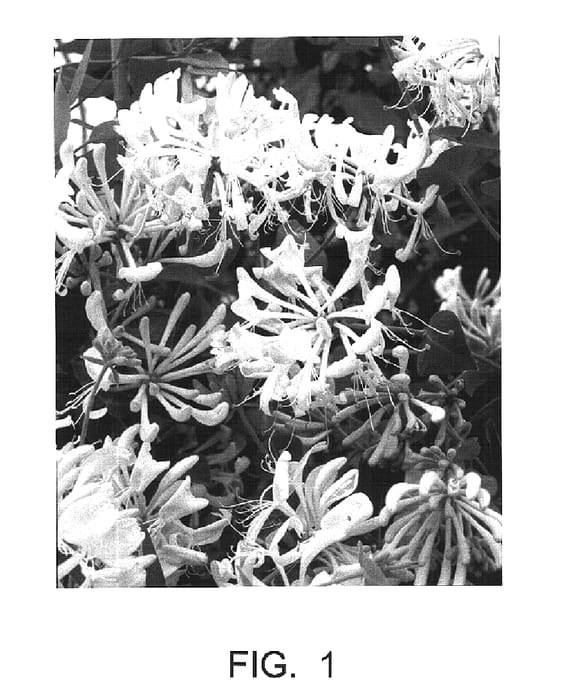 Figure 1 of US plant patent PP16240, the photograph of Scentsation printed in the patent.