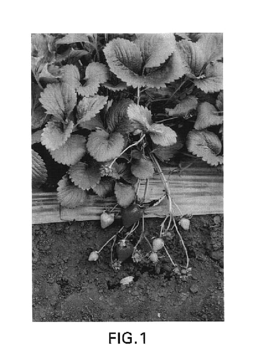 Figure 1 of US plant patent PP16241, the photograph of Driscoll Pearl printed in the patent.