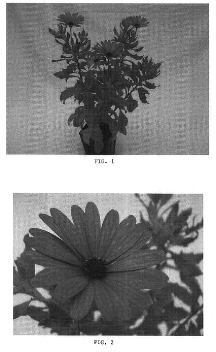 Figure 1 of US plant patent PP16242, the photograph of Balserlav printed in the patent.