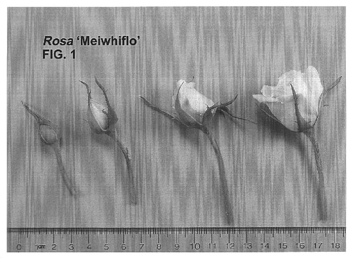 Figure 1 of US plant patent PP16243, the photograph of Meiwhiflo printed in the patent.