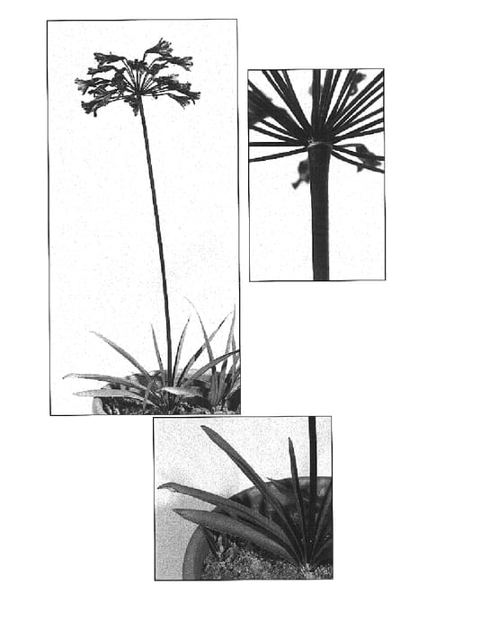 Figure 1 of US plant patent PP16244, the photograph of Back in Black printed in the patent.