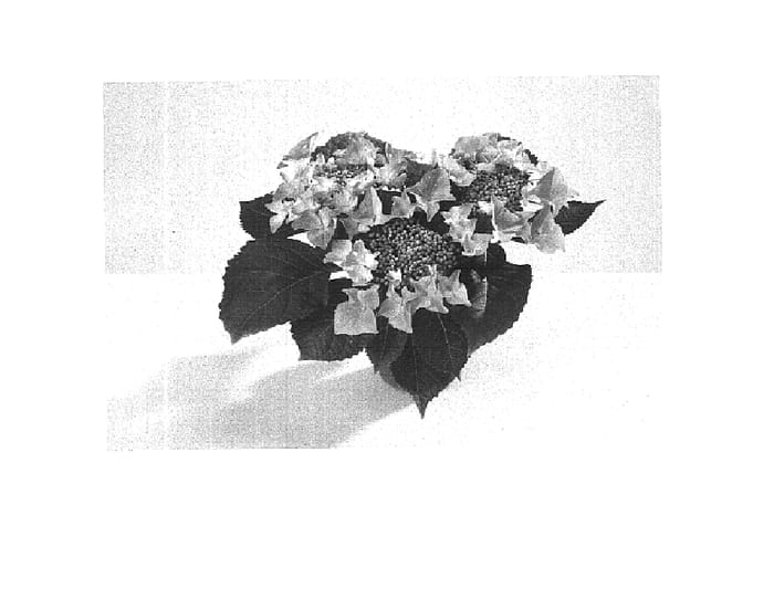 Figure 1 of US plant patent PP16245, the photograph of 2001 printed in the patent.