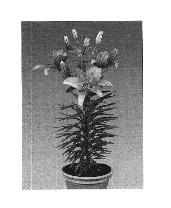 Figure 1 of US plant patent PP16246, the photograph of Mount Duckling printed in the patent.