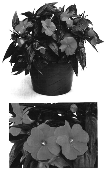 Figure 1 of US plant patent PP16247, the photograph of Visinforan printed in the patent.