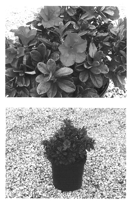 Figure 1 of US plant patent PP16248, the photograph of Roblen printed in the patent.