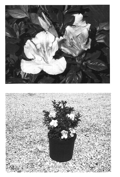 Figure 1 of US plant patent PP16249, the photograph of Robleja printed in the patent.