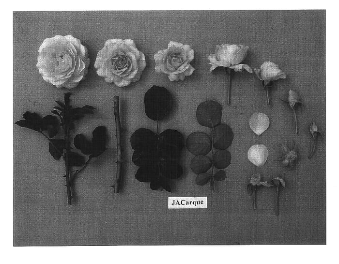 Figure 1 of US plant patent PP16250, the photograph of JACarque printed in the patent.