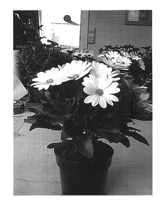 Figure 1 of US plant patent PP16251, the photograph of Sunny Henry printed in the patent.