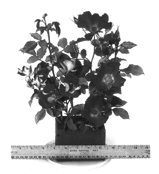 Figure 1 of US plant patent PP16252, the photograph of WEKsacsoul printed in the patent.