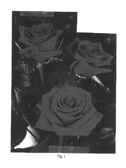 Figure 1 of US plant patent PP16253, the photograph of TAN01549 printed in the patent.