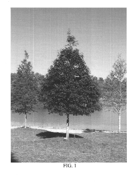 Figure 1 of US plant patent PP16254, the photograph of QNSTD printed in the patent.