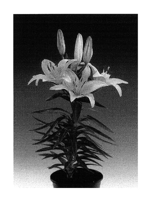 Figure 1 of US plant patent PP16255, the photograph of Tiny Bee printed in the patent.