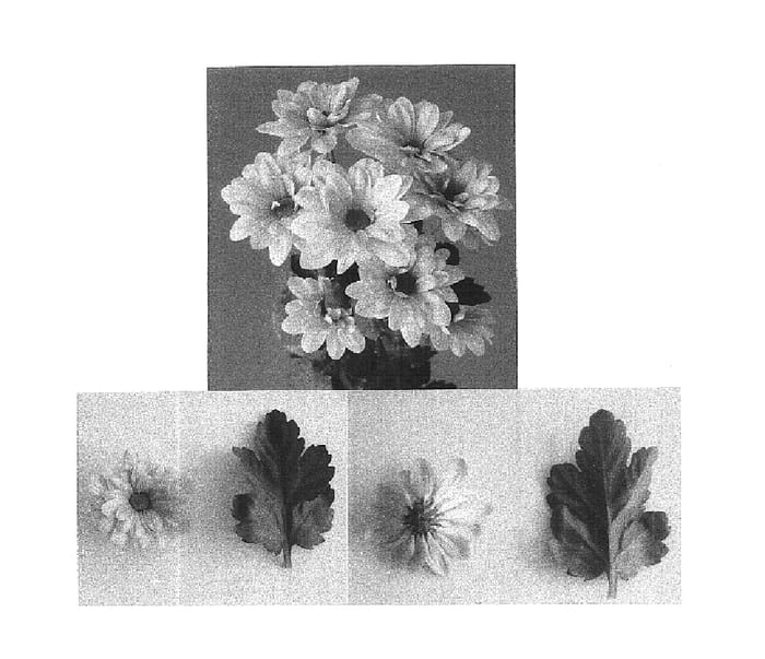 Figure 1 of US plant patent PP16256, the photograph of DekDinar printed in the patent.