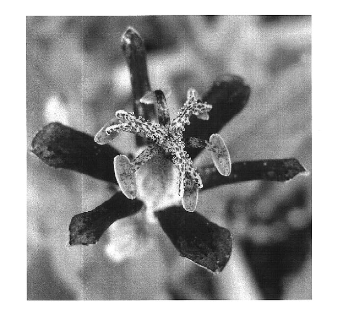 Figure 1 of US plant patent PP16257, the photograph of Raspberry Mousse printed in the patent.