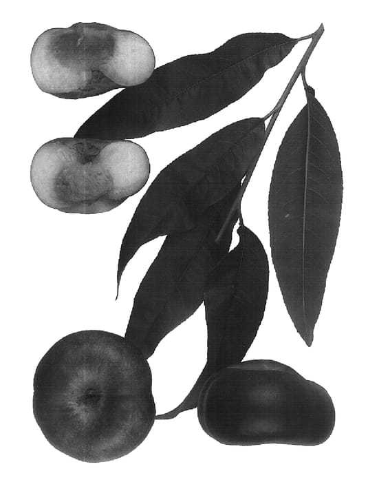 Figure 1 of US plant patent PP16258, the photograph of Sauzee King printed in the patent.