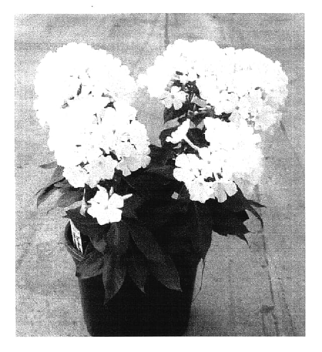 Figure 1 of US plant patent PP16259, the photograph of Bartwentynine printed in the patent.
