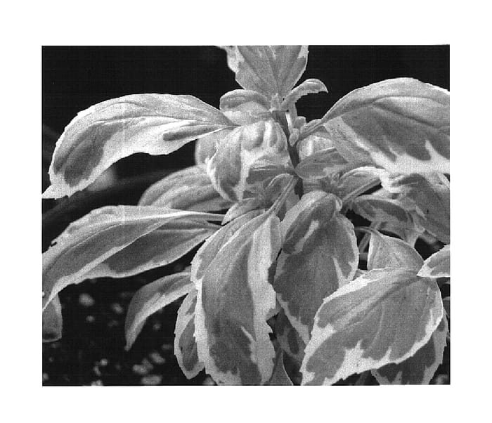 Figure 1 of US plant patent PP16260, the photograph of Pesto Perpetuo printed in the patent.