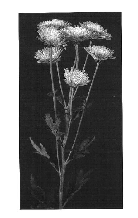 Figure 1 of US plant patent PP16261, the photograph of Yomusic printed in the patent.