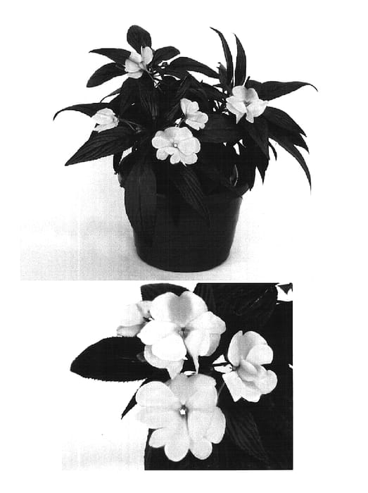 Figure 1 of US plant patent PP16262, the photograph of Visinfpifr printed in the patent.