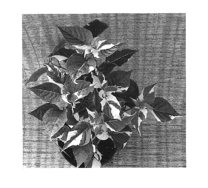 Figure 1 of US plant patent PP16263, the photograph of Creme de Menthe printed in the patent.