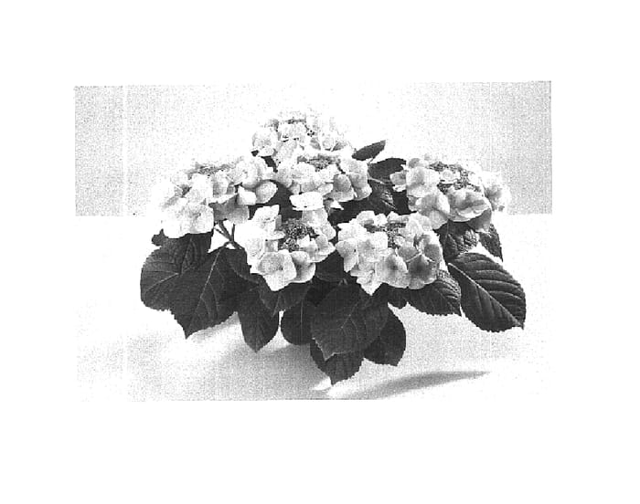 Figure 1 of US plant patent PP16264, the photograph of 1301 printed in the patent.