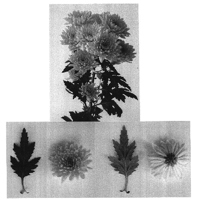 Figure 1 of US plant patent PP16265, the photograph of Panama printed in the patent.