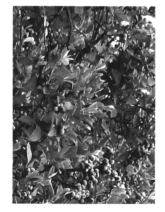 Figure 1 of US plant patent PP16266, the photograph of Alapaha printed in the patent.