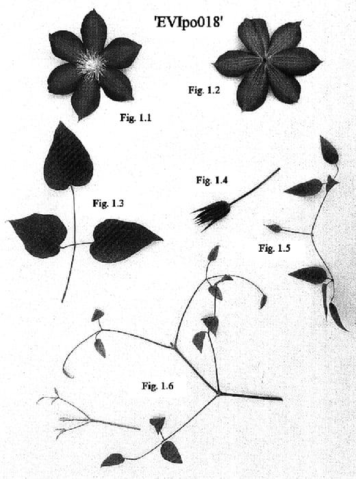 Figure 1 of US plant patent PP16267, the photograph of Evipo018 printed in the patent.