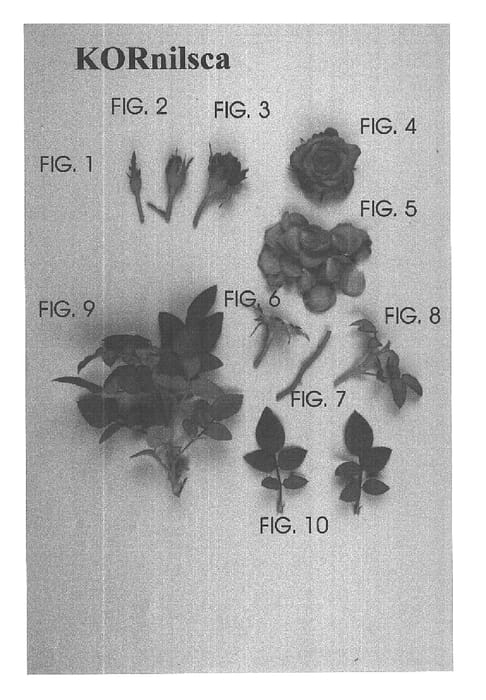 Figure 1 of US plant patent PP16268, the photograph of KORnilsca printed in the patent.