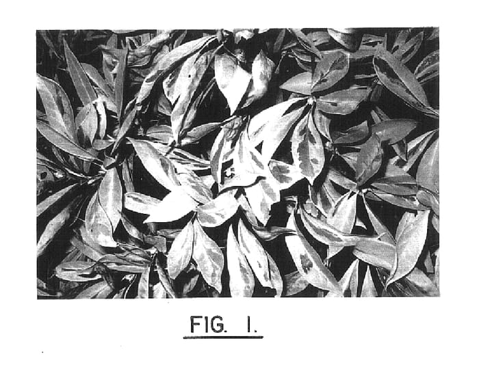 Figure 1 of US plant patent PP16269, the photograph of Variegated Illicium printed in the patent.