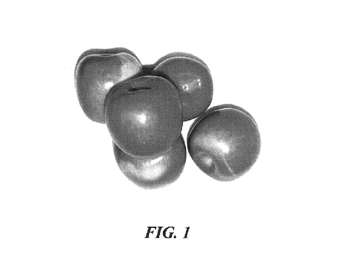 Figure 1 of US plant patent PP16270, the photograph of Fugachee Fuji printed in the patent.