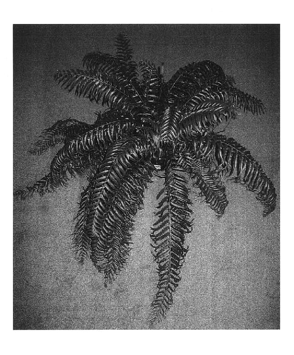 Figure 1 of US plant patent PP16271, the photograph of VP004 printed in the patent.