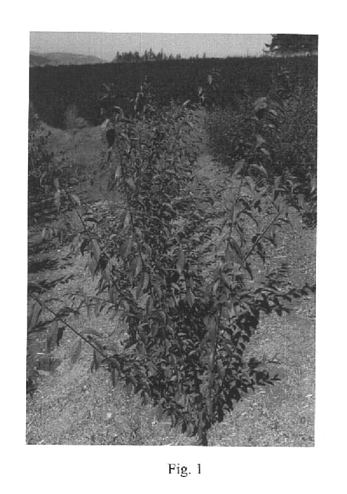 Figure 1 of US plant patent PP16272, the photograph of AP-1 printed in the patent.