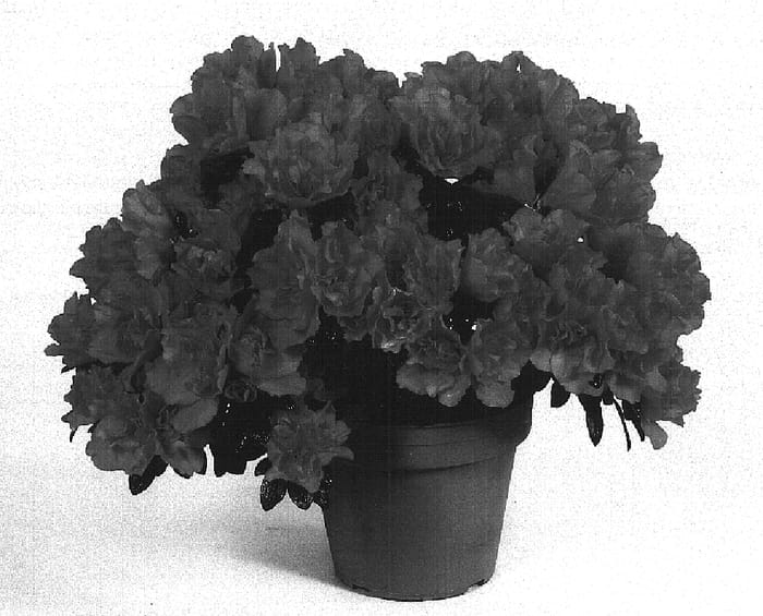 Figure 1 of US plant patent PP16273, the photograph of Christine Siena printed in the patent.