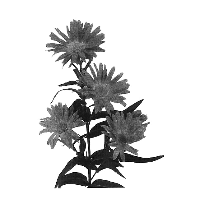 Figure 1 of US plant patent PP16274, the photograph of Esmguatamala printed in the patent.
