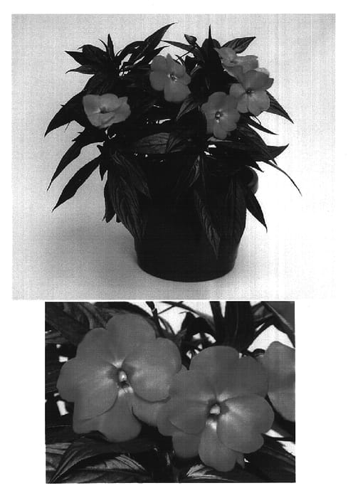 Figure 1 of US plant patent PP16275, the photograph of Visinfsal printed in the patent.