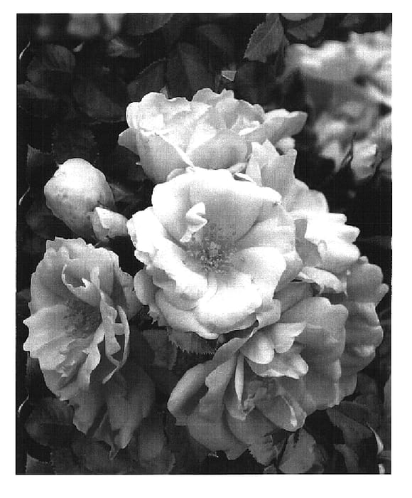 Figure 1 of US plant patent PP16276, the photograph of NOA250092 printed in the patent.