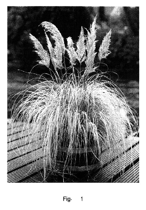 Figure 1 of US plant patent PP16277, the photograph of SPLENDID STAR printed in the patent.