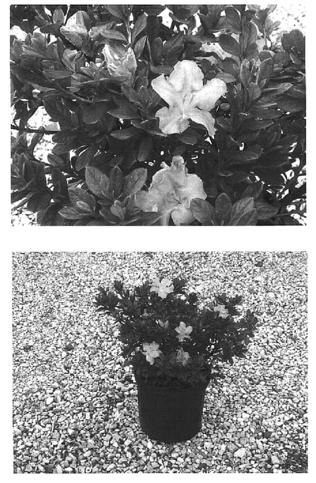 Figure 1 of US plant patent PP16278, the photograph of Roblel printed in the patent.