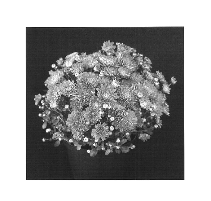 Figure 1 of US plant patent PP16279, the photograph of Bold Yogretchen printed in the patent.