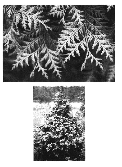 Figure 1 of US plant patent PP16280, the photograph of Walter Brown printed in the patent.