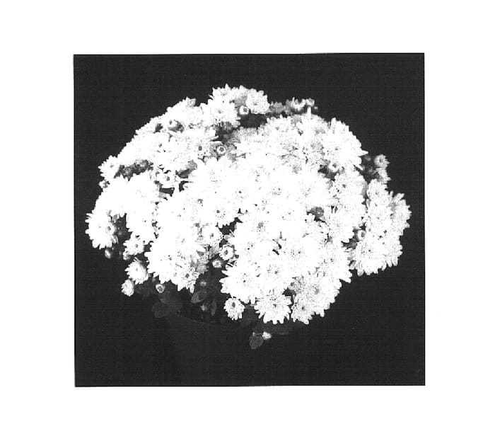 Figure 1 of US plant patent PP16281, the photograph of Sunny Yoursula printed in the patent.